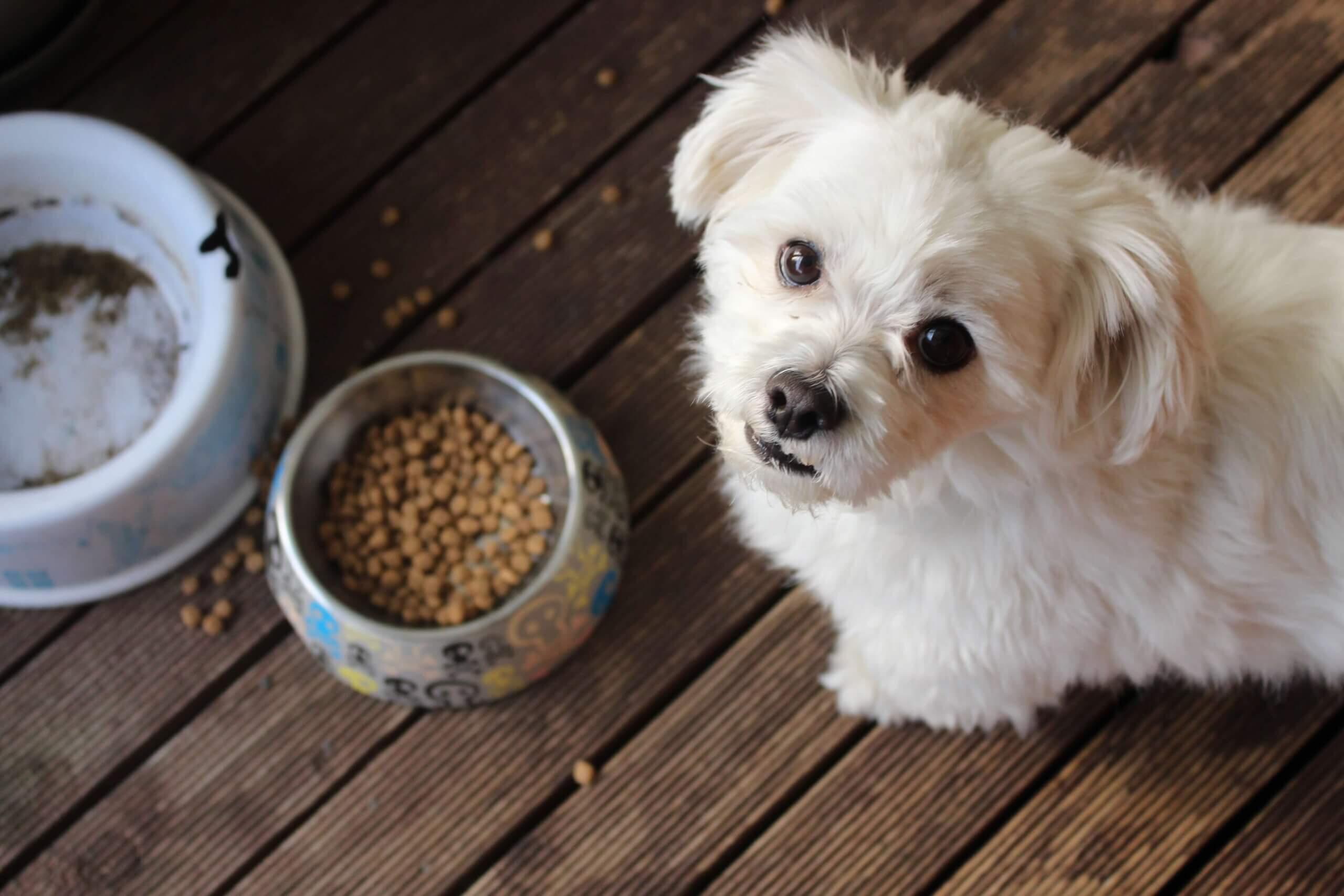 cute dog and a bowl of Natural Color for Pet Food