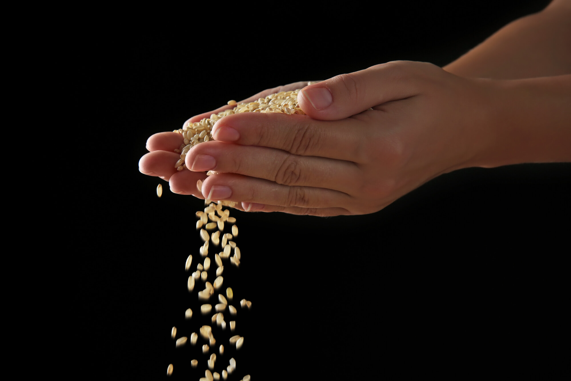 hands holding rice to be used to make Organic Rice Syrup USA